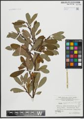Foto von Salix appendiculata Vill.